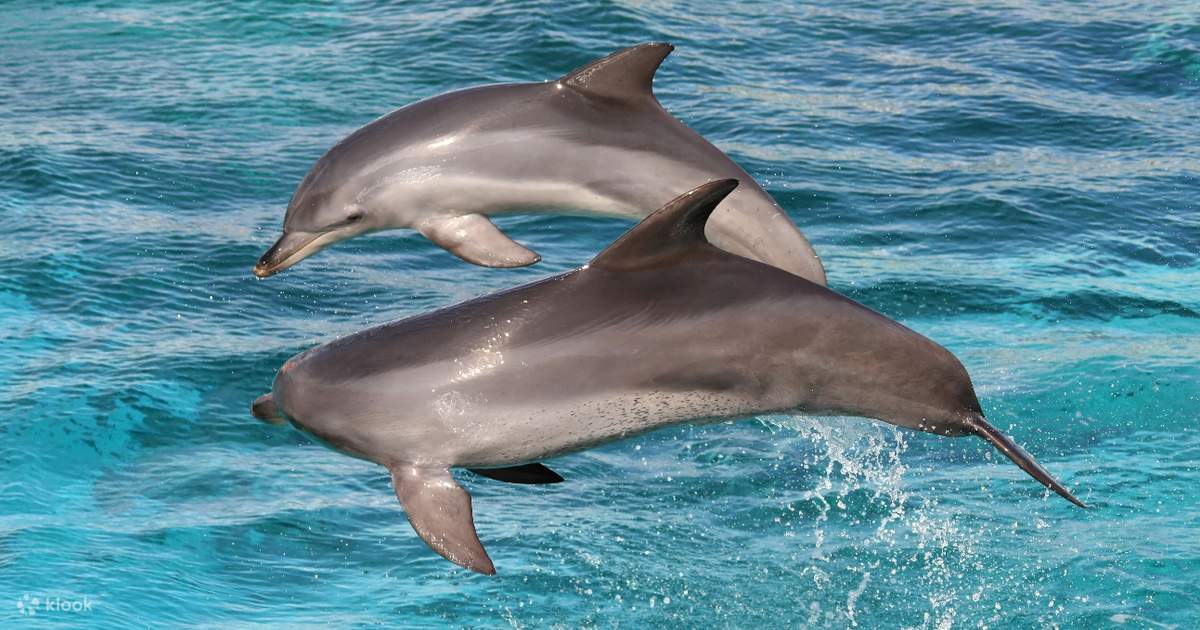 Kangaroo Island Ocean Safari and Snorkeling Experience in Adelaide Klook